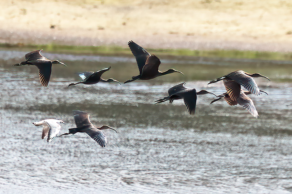 glossy ibis